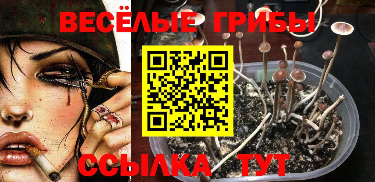 Галлюциногенные грибы Cubensis Находка